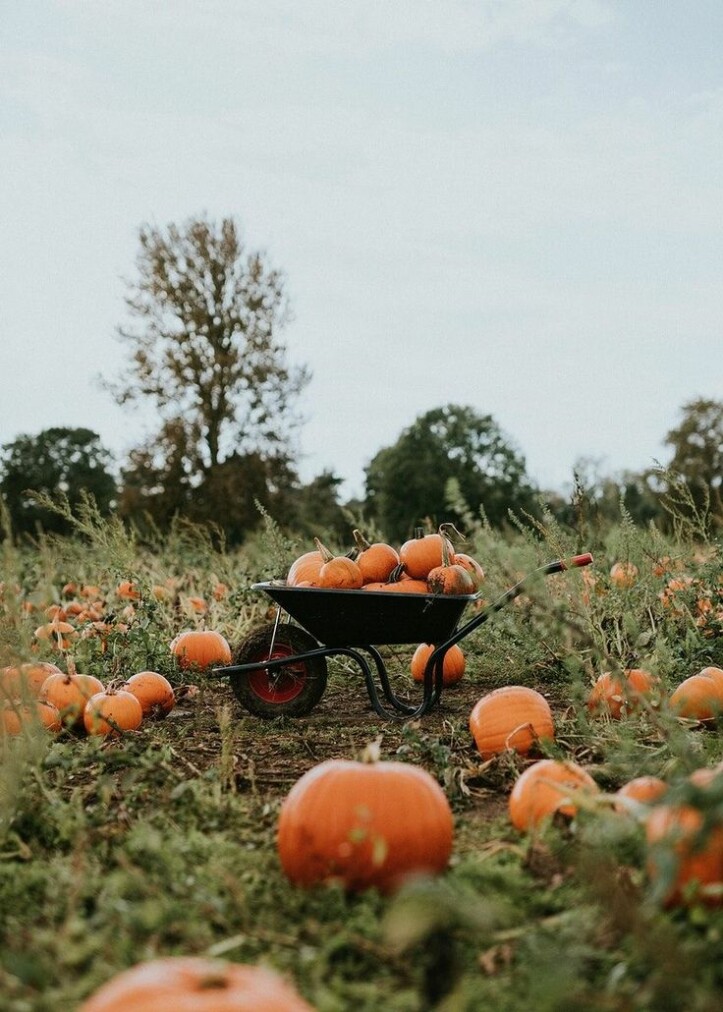 zucca halloween