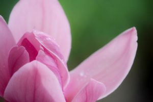 magnolia aromaterapia
