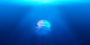 cornovaglia, medusa gigante