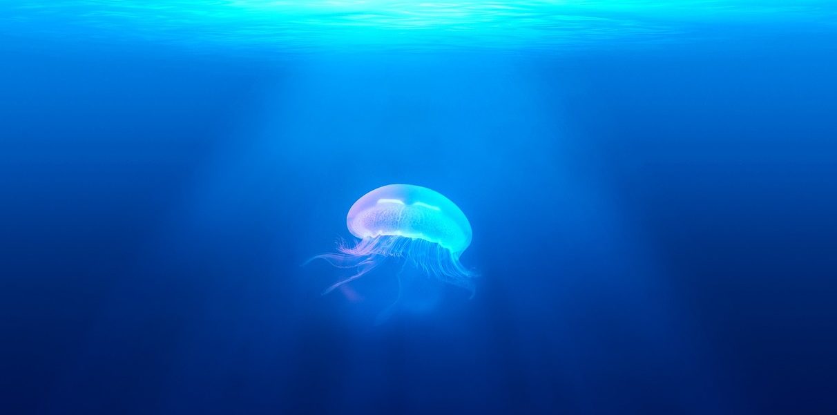 cornovaglia, medusa gigante