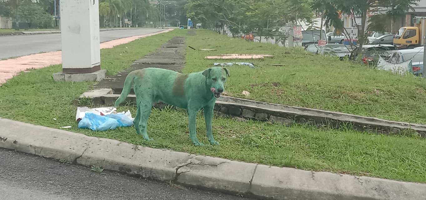 Malesia cane
