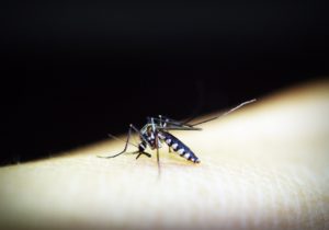 zanzare malaria agrigento west nile virus