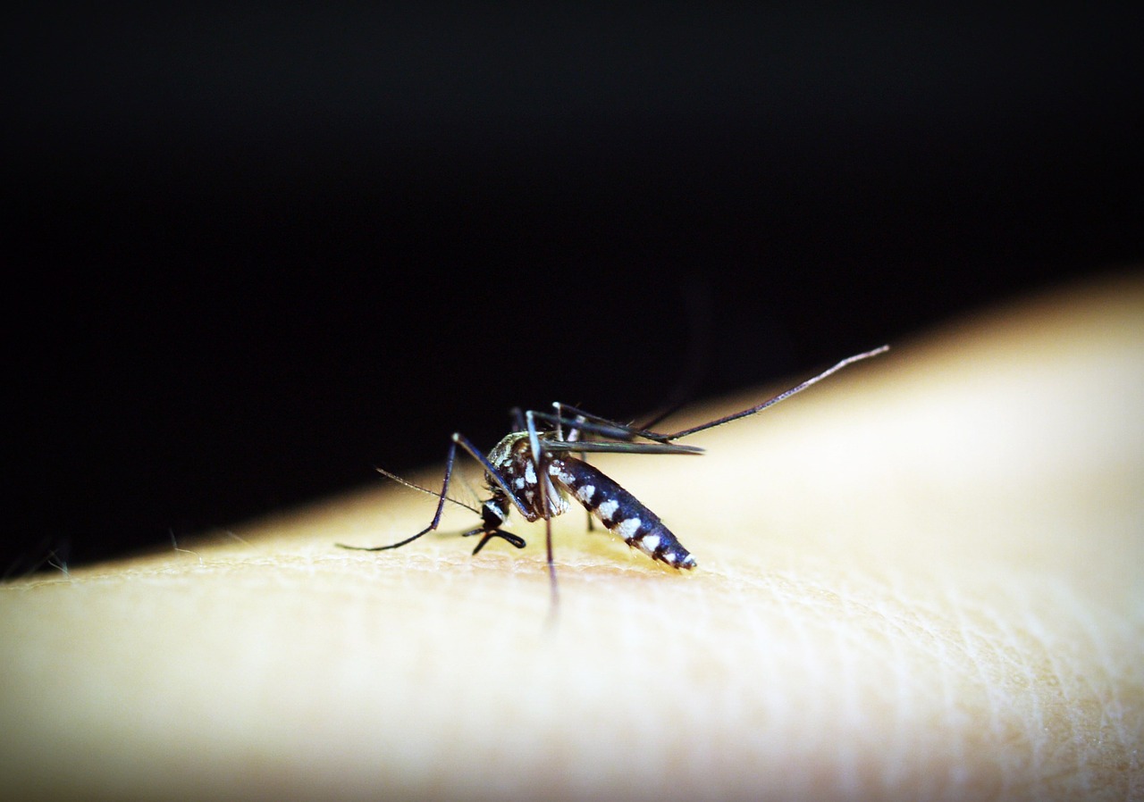 zanzare malaria agrigento west nile virus
