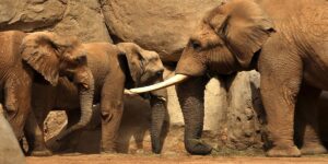 elefantessa incinta