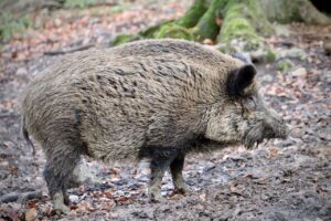 cinghiale Vallo Della Lucania