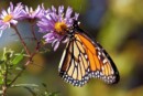 farfalle monarca