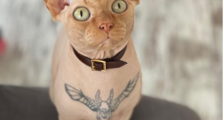 gatto tatuaggi