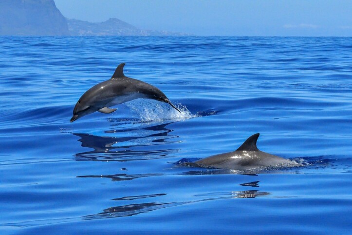 venezia delfini, ucraina
