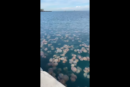 Invasione di meduse a Trieste