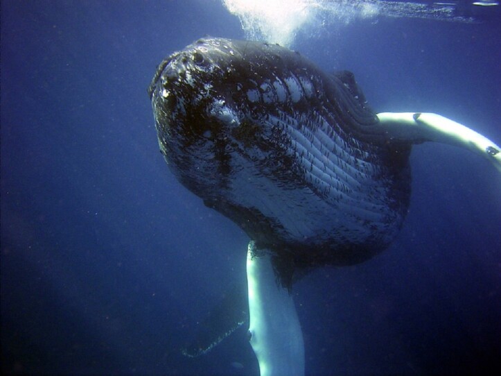 balena grigia Tailandia