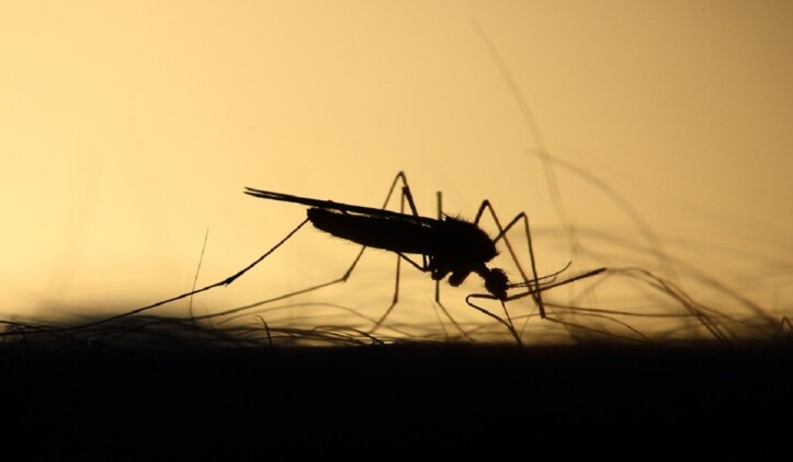 zanzara giapponese, zanzara coreana, west nile Chikungunya