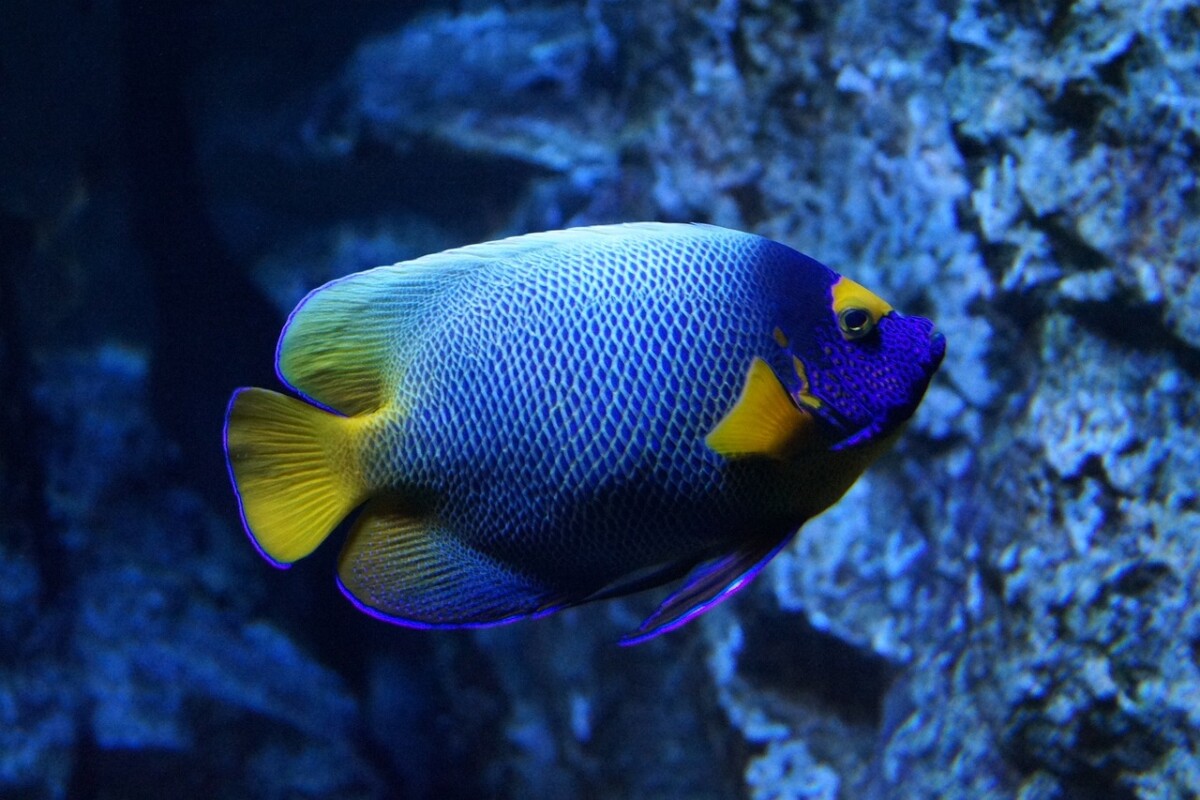Berlino, esploso l'acquario cilindrico più grande al mondo - ZON