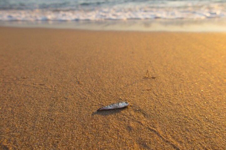 pesci moria spiaggia salernitano