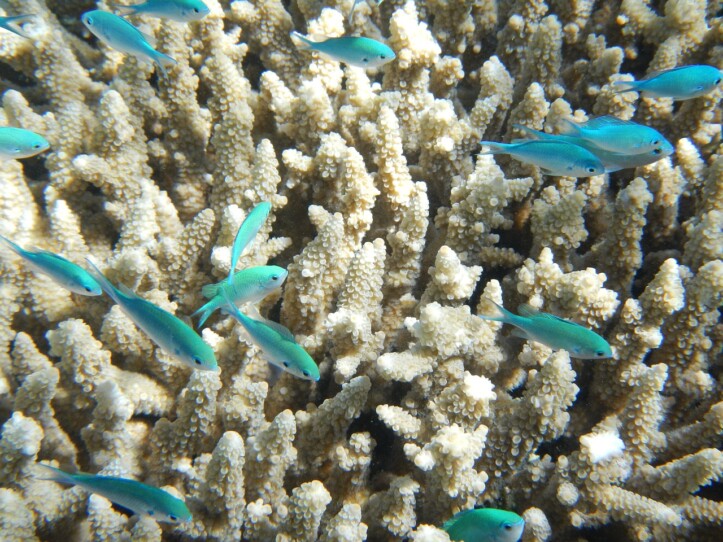 Grande Barriera Corallina fenomeno sbiancamento