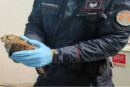 Eboli, Falco ferito salvato dai Carabinieri Forestali