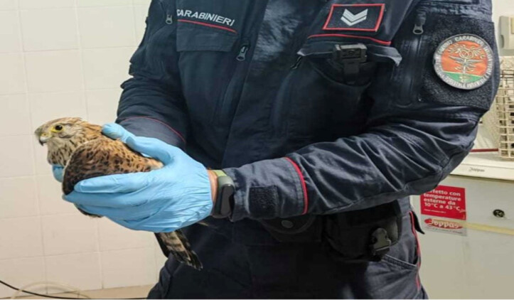 Eboli, Falco ferito salvato dai Carabinieri Forestali Rimini Salerno
