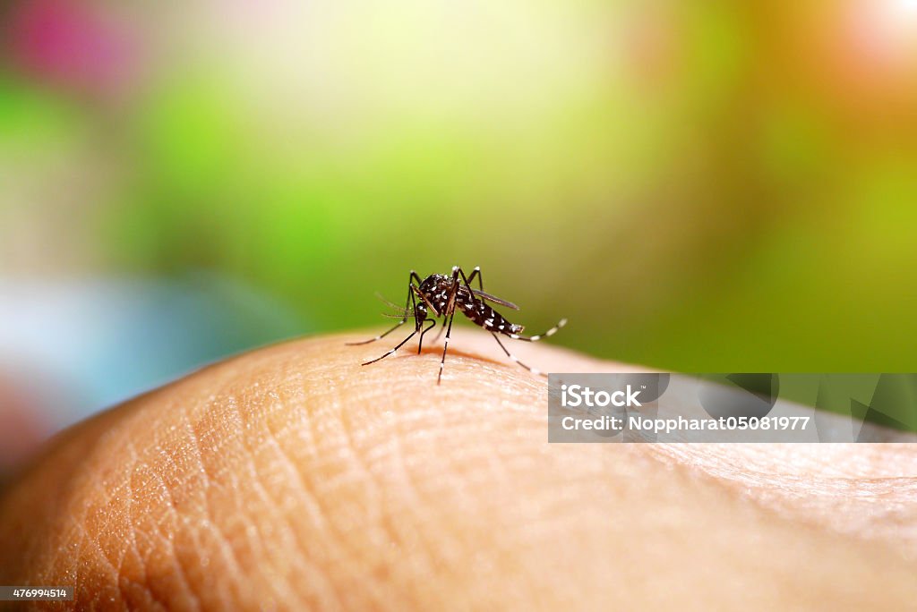 Allerta Dengue 