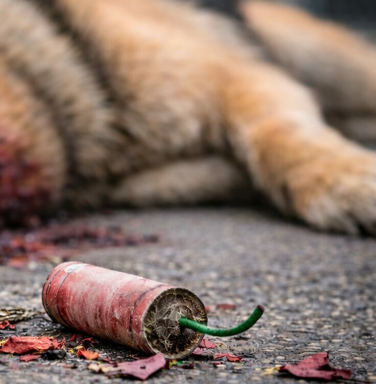 baronissi cane morto dopo aver morso un petardo segnalazione sui social e possibile esposto da Zon.it baronissi cane morto dopo aver morso un petardo segnalazione sui social e possibile esposto