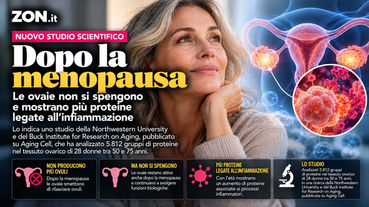 menopausa le ovaie non si spengono con l8217et224 aumentano i segnali dell8217infiammazione da Zon.it menopausa le ovaie non si spengono con l8217et224 aumentano i segnali dell8217infiammazione